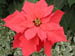 16_red_poinsettia