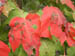 01_fall_color