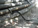 06_black_snake