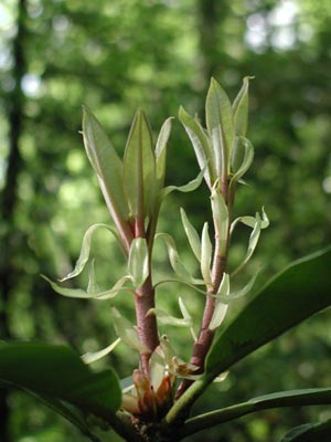 ../images/06_rhododendron_growth.jpg