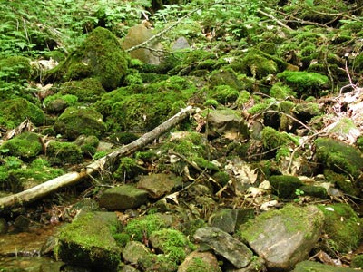 ../images/24_mossy_rocks.jpg