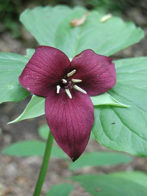 ../images/26_purple_trillium.jpg