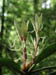 06_rhododendron_growth