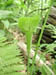 23_jack-in-the-pulpit