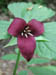 26_purple_trillium