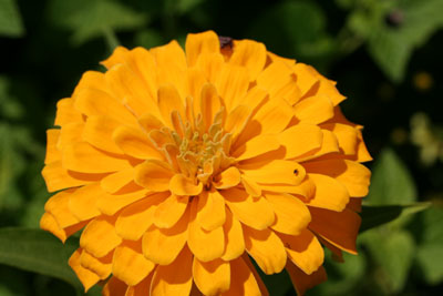 ../images/10_dahlia.jpg