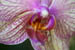 05_orchid