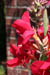 06_cannas