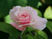 08_rosebud