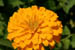 10_dahlia