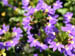 11_bees