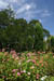 13_zinnias