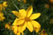 05_tickseed