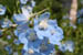 11_delphinium