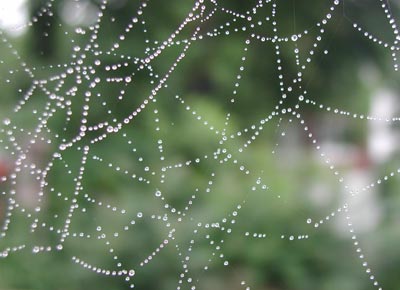 ../images/03_spiderweb_dew.jpg