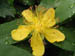 09_yellow_anenome