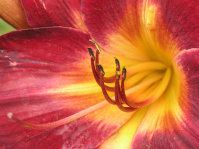 ../images/05_lily.jpg