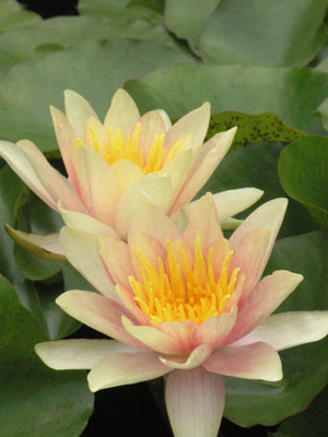 ../images/09_waterlilies.jpg