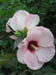 10_hibiscus