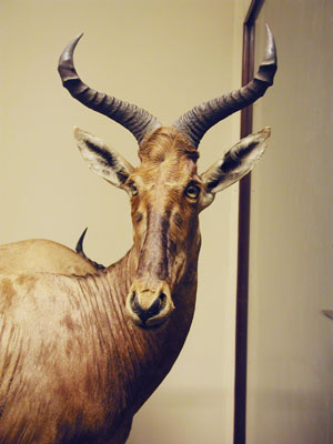 ../images/09_swayneshartebeest.jpg