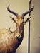 09_swayneshartebeest