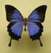 14_blue_butterfly