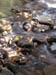 03_frogtown_creek
