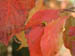 15_fall_color