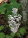 19_white_flowers