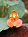 22_stair_orchid