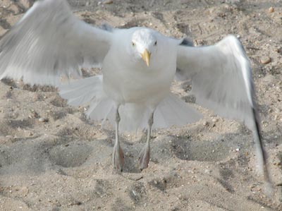 ../images/05_seagull.jpg