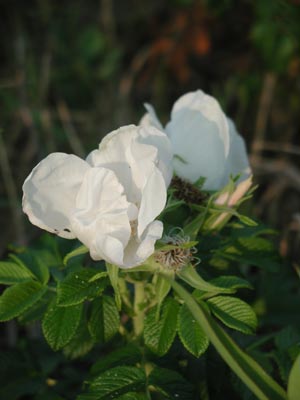 ../images/09_white_beachrose.jpg