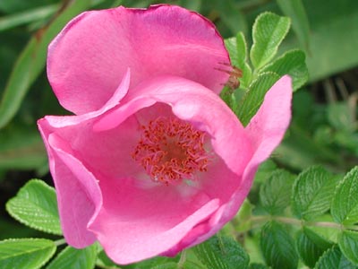 ../images/11_pink_beachrose.jpg