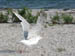 04_seagull_flight