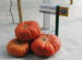 13_cinderella_pumpkins