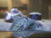 16_cuttlefish