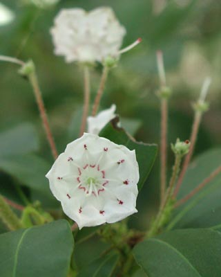 ../images/31_mountain_laurel.jpg