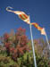46_waterfrontflags