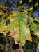 13_fall_leaf