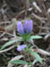 12_purple_wildflower