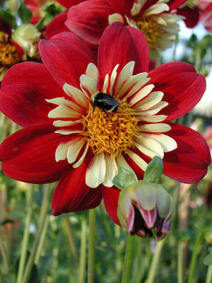 ../images/01_bee_zinnia.jpg