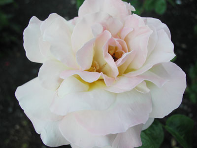 ../images/02_pink_rose.jpg