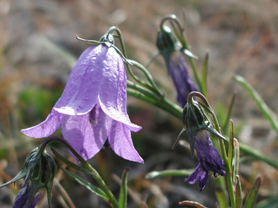 ../images/19_american_harebell.jpg