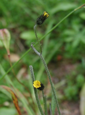 ../images/21_slender_hawkweed.jpg