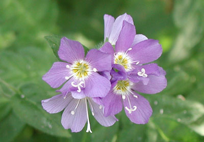 ../images/26_purple_wildflowers.jpg