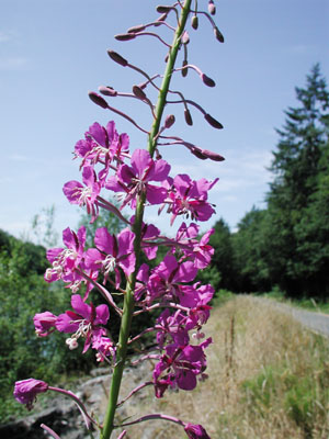 ../images/34_fireweed.jpg