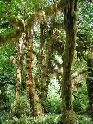 ../images/36_mossy_trees.jpg