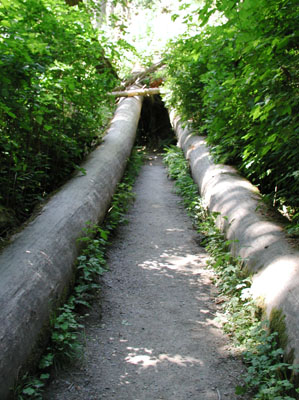 ../images/41_spruce_trail.jpg