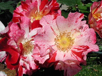 ../images/51_pink_roses.jpg