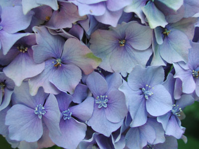 ../images/68_hydrangea.jpg